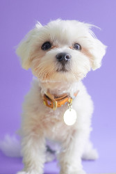 dog on purple background