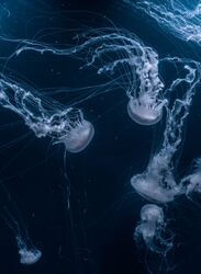 blue jellyfish
