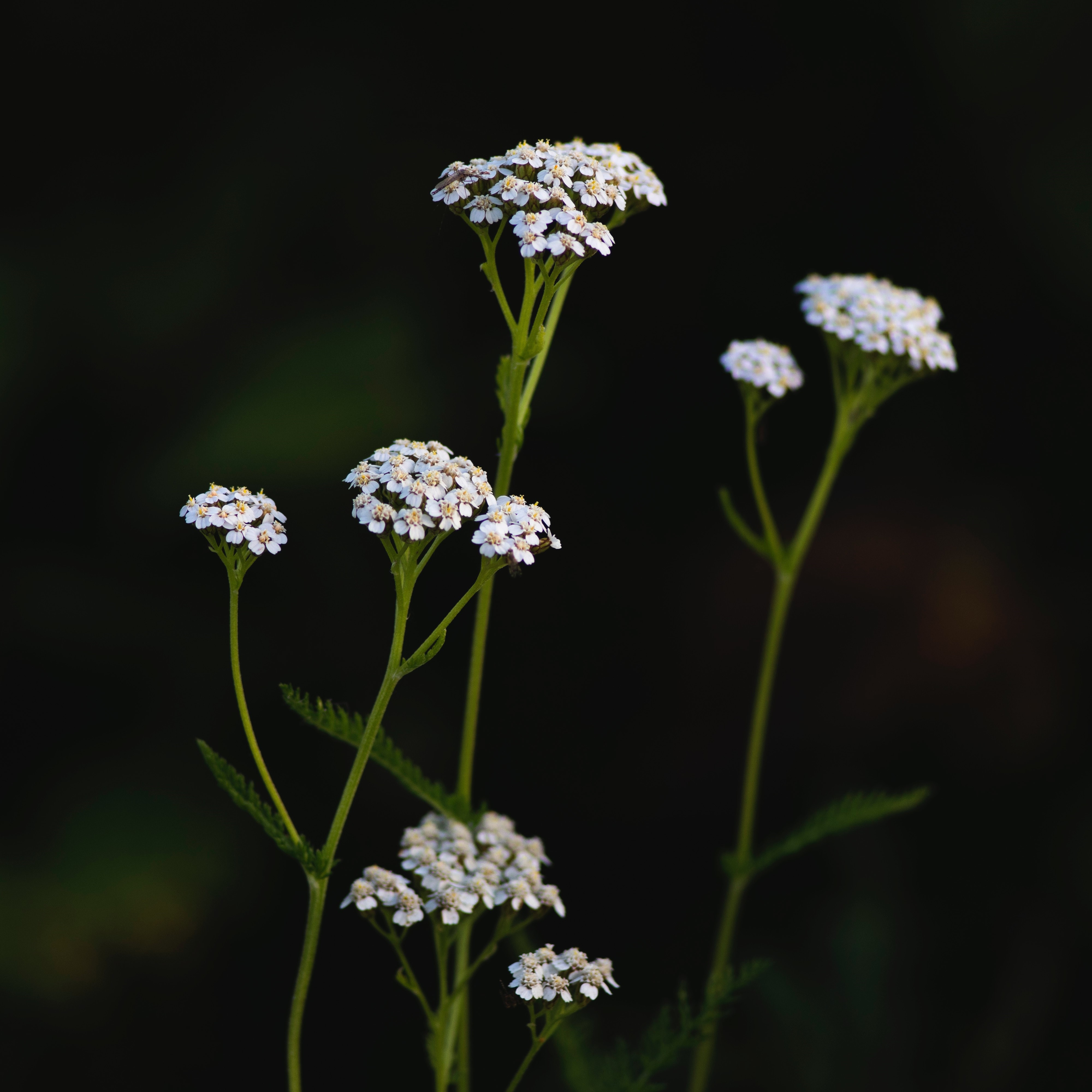 white yarrow flowers