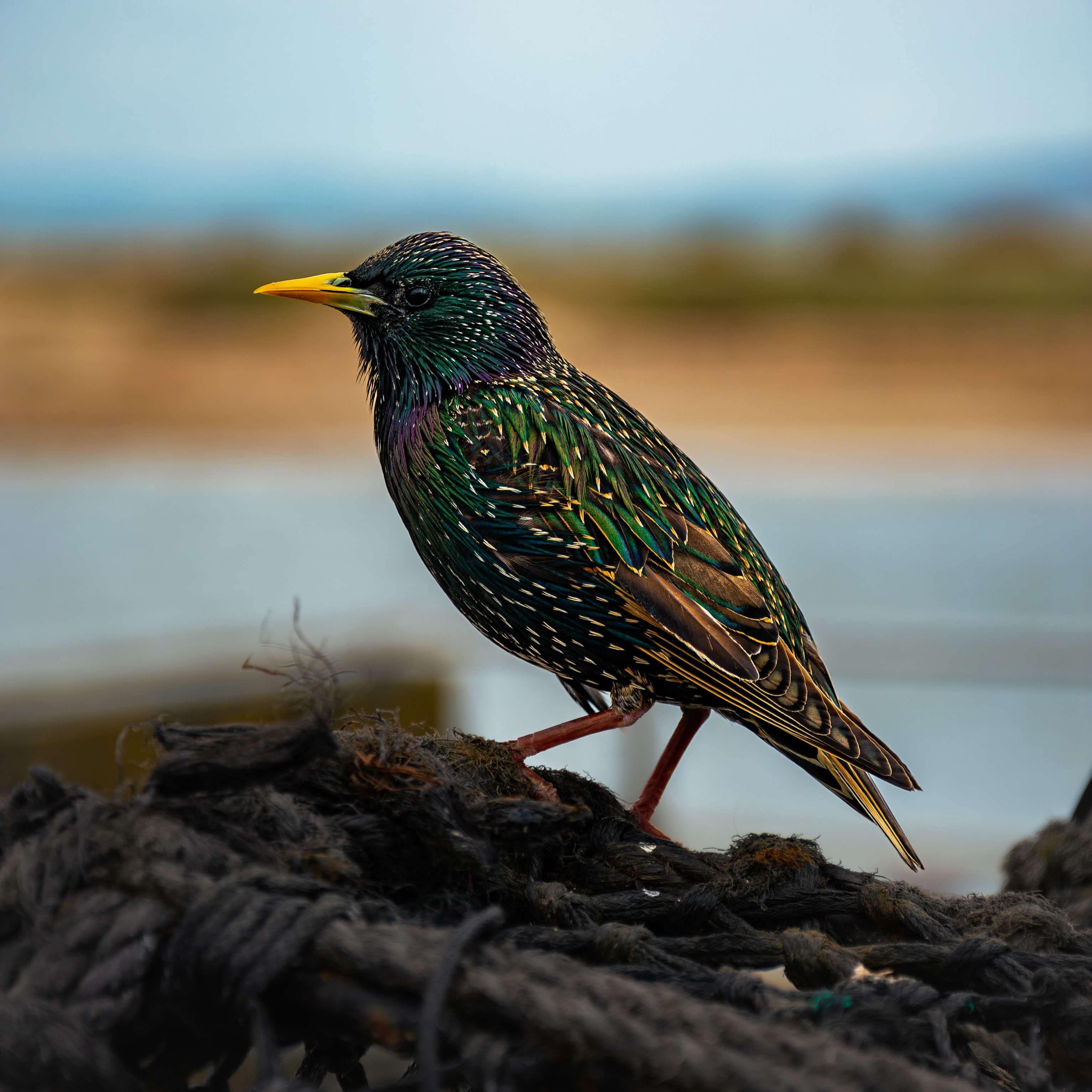bird standing on ropes