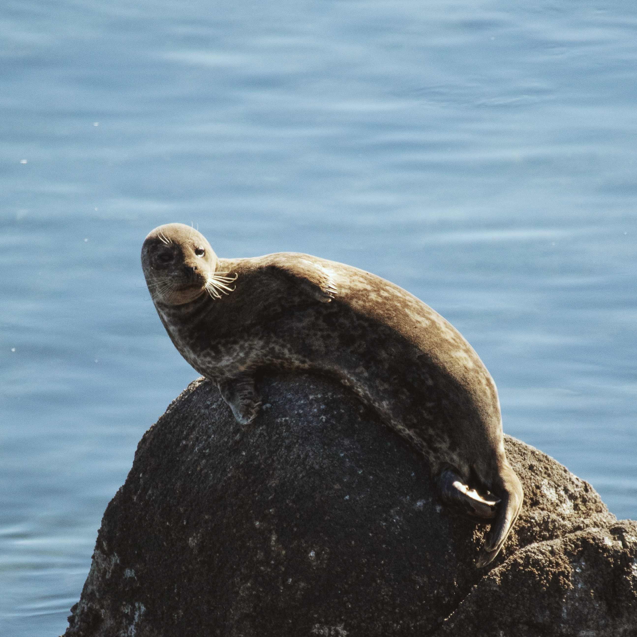 seal laying on a rock