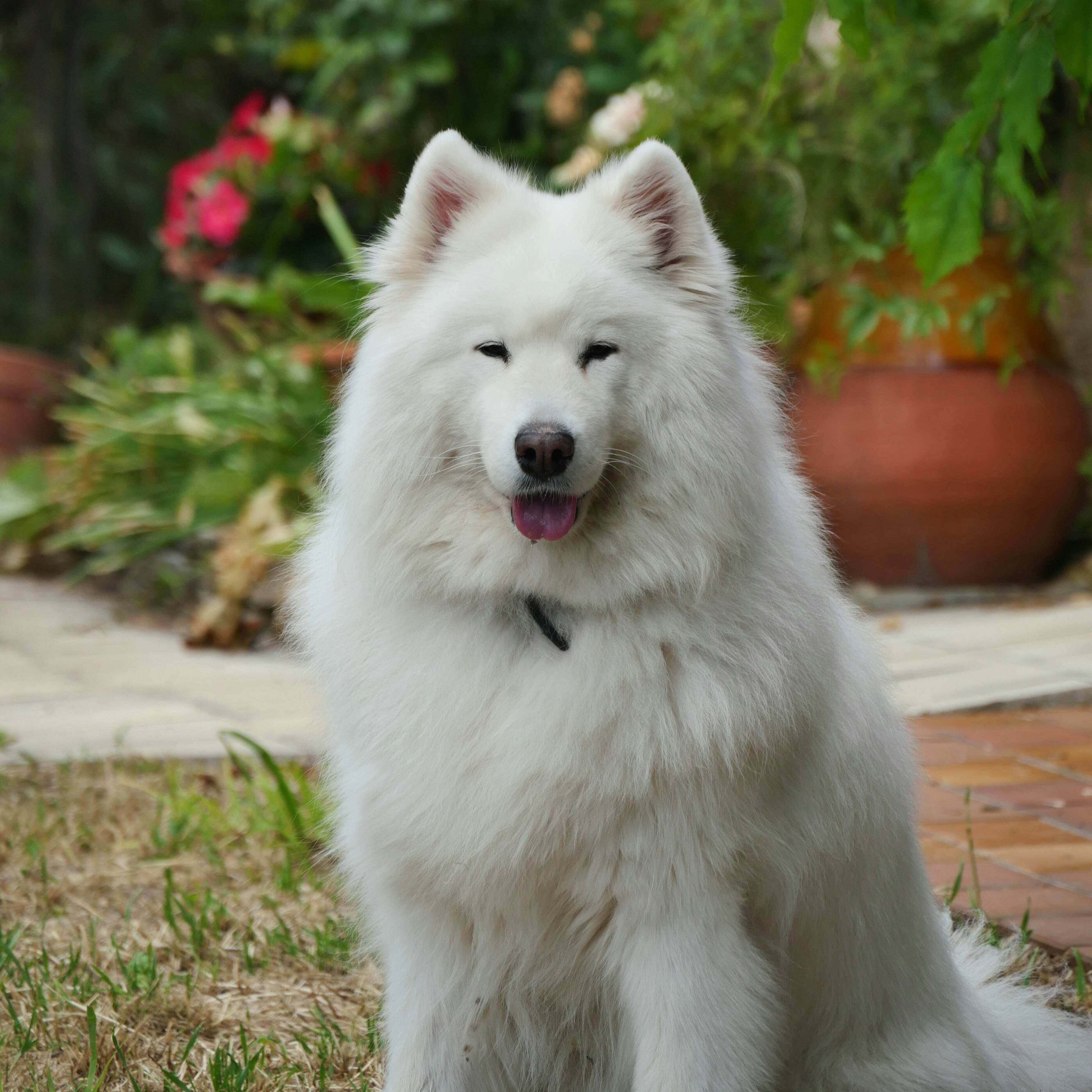 samoyed dog outside
